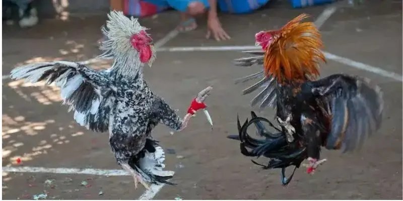 Hướng dẫn chi tiết cách đá gà cựa dao từ A đến Z