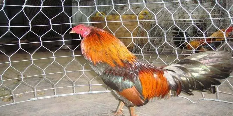 Cách đổ gà đá cựa chuẩn – Bí quyết giữ phong độ chiến kê