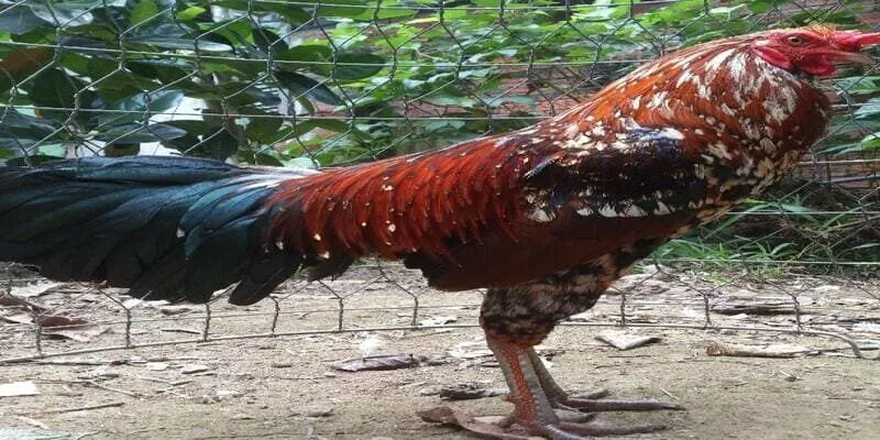 Cách đổ gà đá cựa chuẩn – Bí quyết giữ phong độ chiến kê