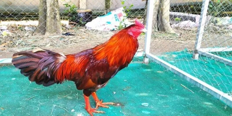 Cách đổ gà đá cựa chuẩn – Bí quyết giữ phong độ chiến kê