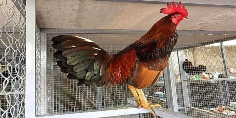 Cách đổ gà đá cựa chuẩn – Bí quyết giữ phong độ chiến kê